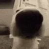 🐕