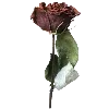 🌹