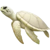 🐢