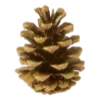 🌲