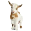 🐐