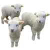 🐑