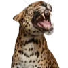 🐆