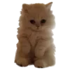 🐈