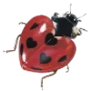 🐞