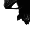 🖤