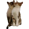 🐈‍⬛