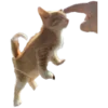 🐈
