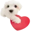 💗