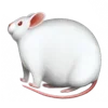 🐀