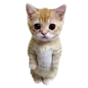 🐱