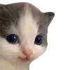🐱