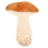🍄