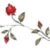 🌹