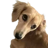 🐶