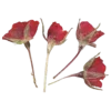 🌹