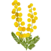 🌼