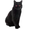 🐈‍⬛