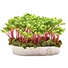🌱