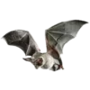 🦇