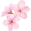 🌸