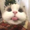 😽