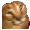 🐈‍⬛