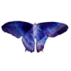 🦋