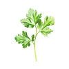 🥬