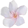 🌸