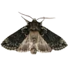 🦋