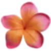 🌺