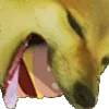 🐶