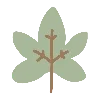 🍁