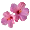 🌺