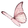 🦋