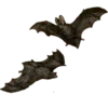 🦇