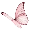 🦋