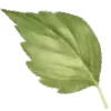 🍃
