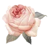 🌷