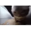 😻