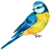 🐥