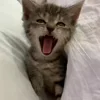😮