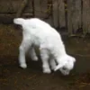 🐑
