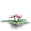 🪷