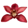 🌺