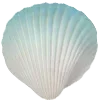 🐚