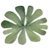🍃