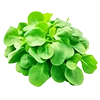 🥬