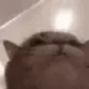 😻